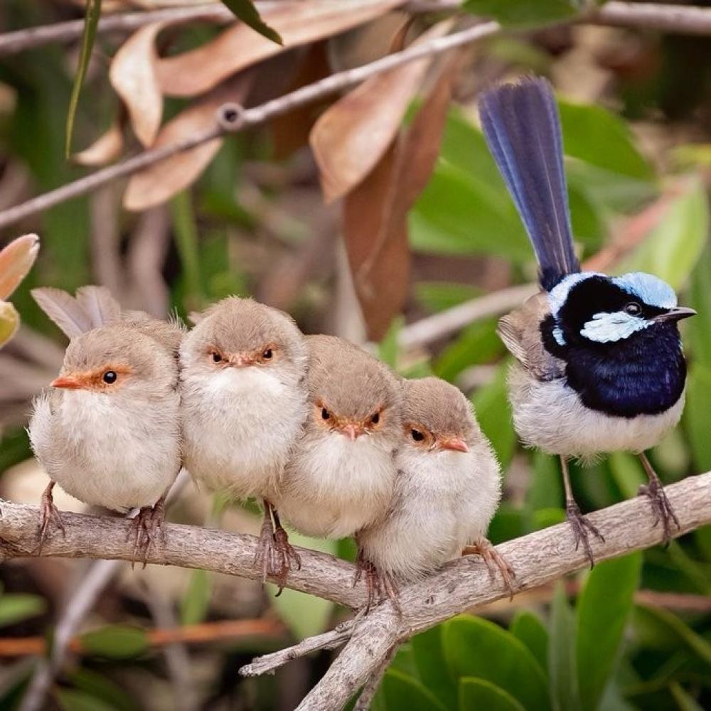 The Weekend Leader - Australia names Bird of the Year